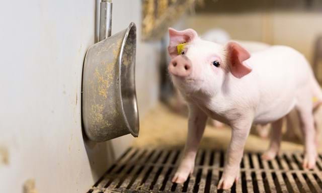 Waterer for piglets | SKIOLD