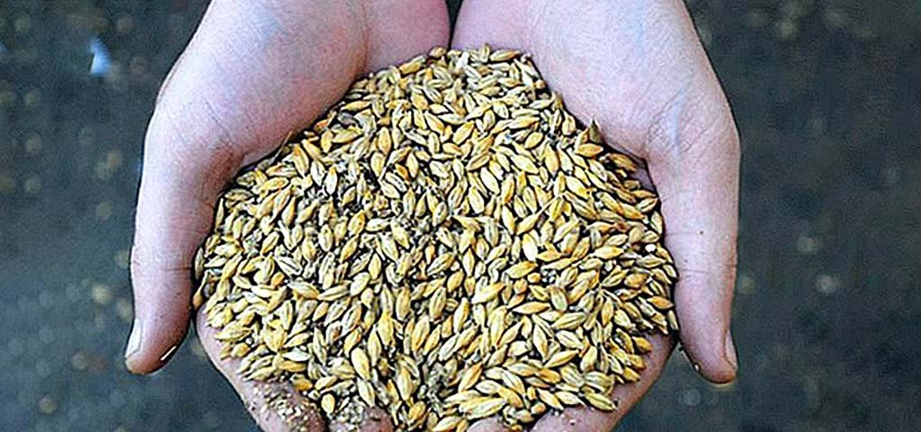 SKIOLD | Removal of mycotoxins in seed and grain