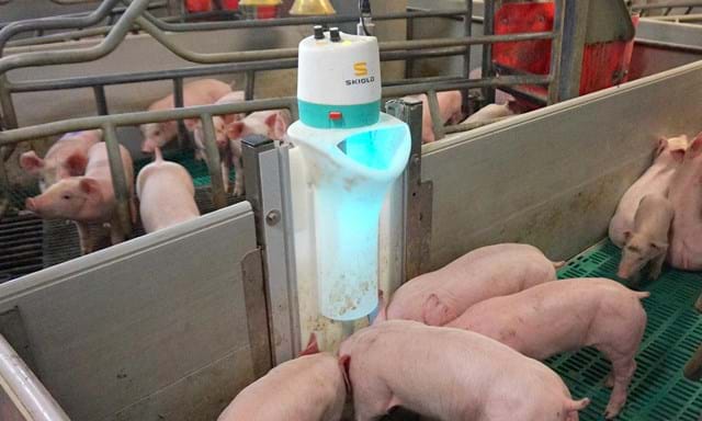 Minifeeder milk and feed dispenser and pre-starter for piglets | SKIOLD 